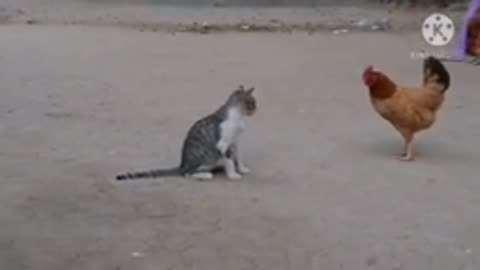 Funny clips video cats pets animals funny video 2023