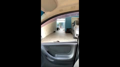 Dog Refuses To Be Left Behind And Jumps Into Car