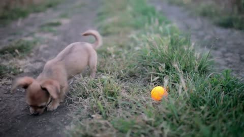 Small puppy of chihuahua for the first time on a walk and playing in nature on the field