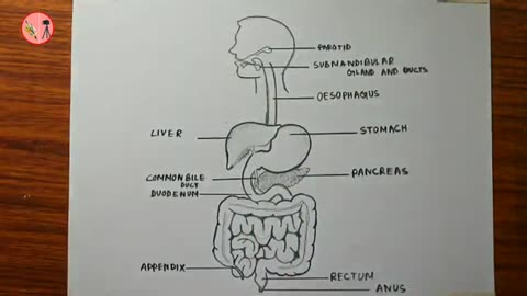 Drawing the digestive system