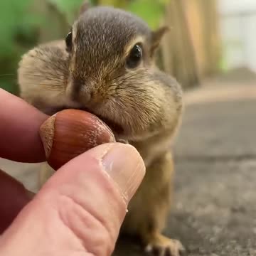 Behold the super cheek powers of Boris, fill the cheeks #shorts #boris #chipmunks