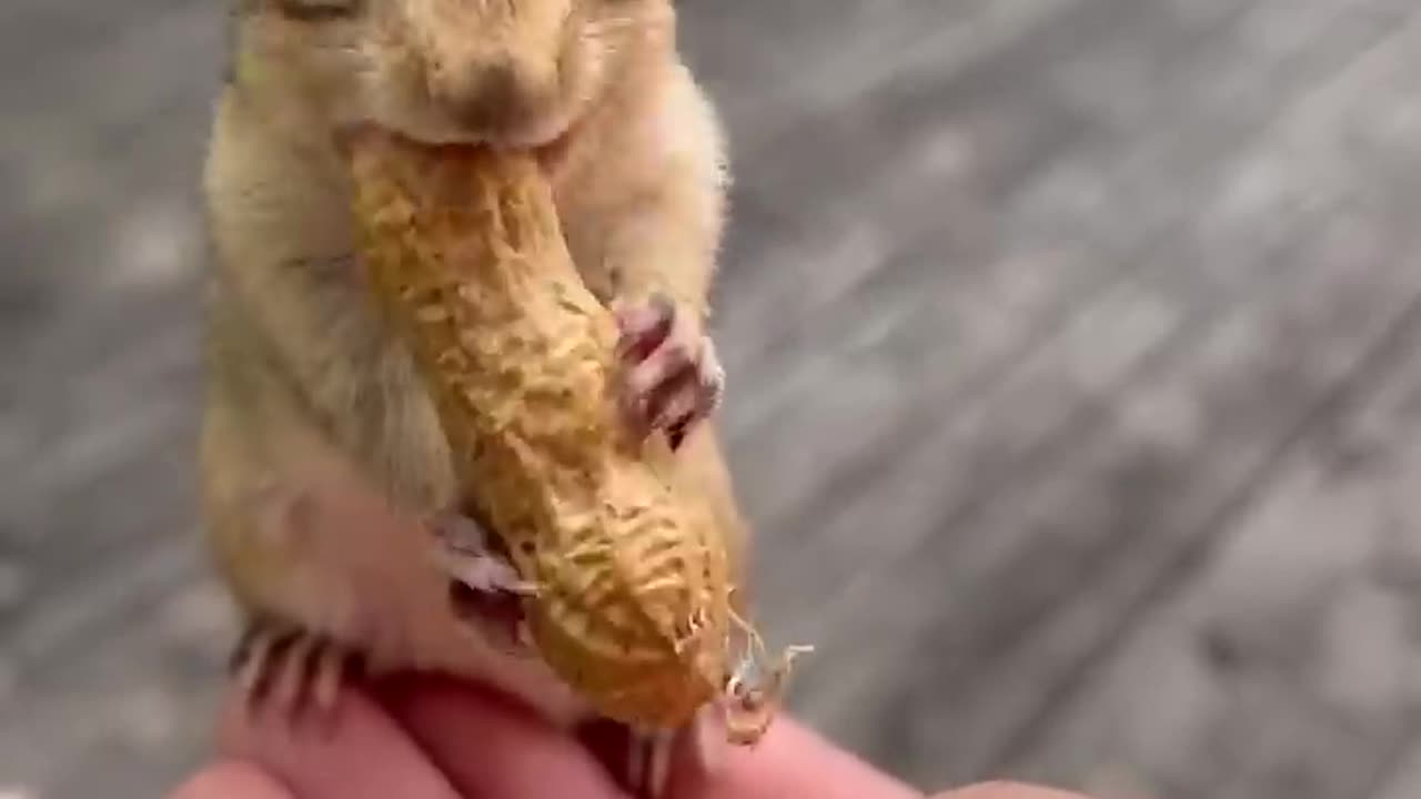 Cute chipmunk 🐿️ & long peanut 🥜