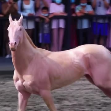 Jesus Akhal-Teke - Heavenly Horse