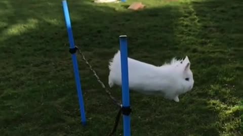 Funny rabbit 🐇