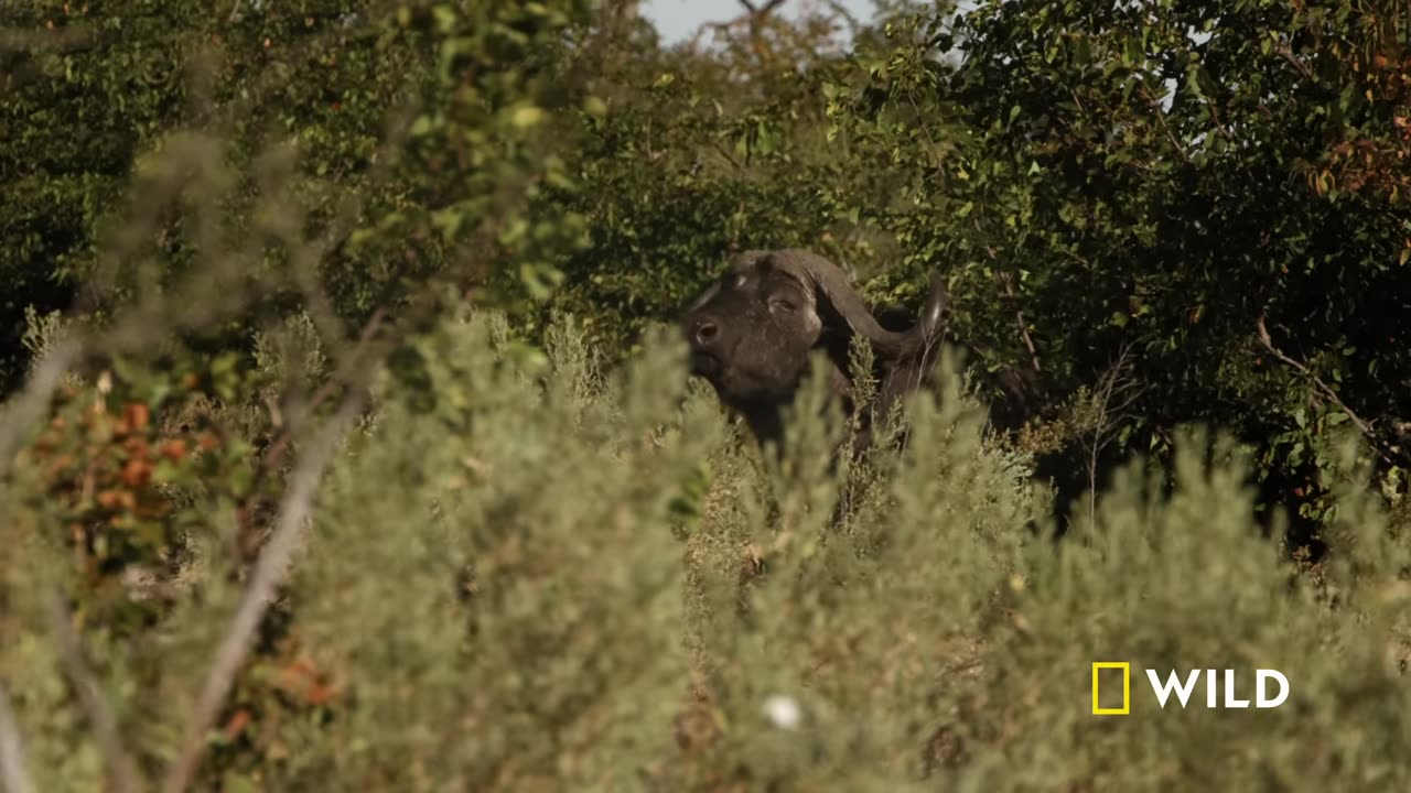Mother of Lions (Full Episode) | Savage Kingdom