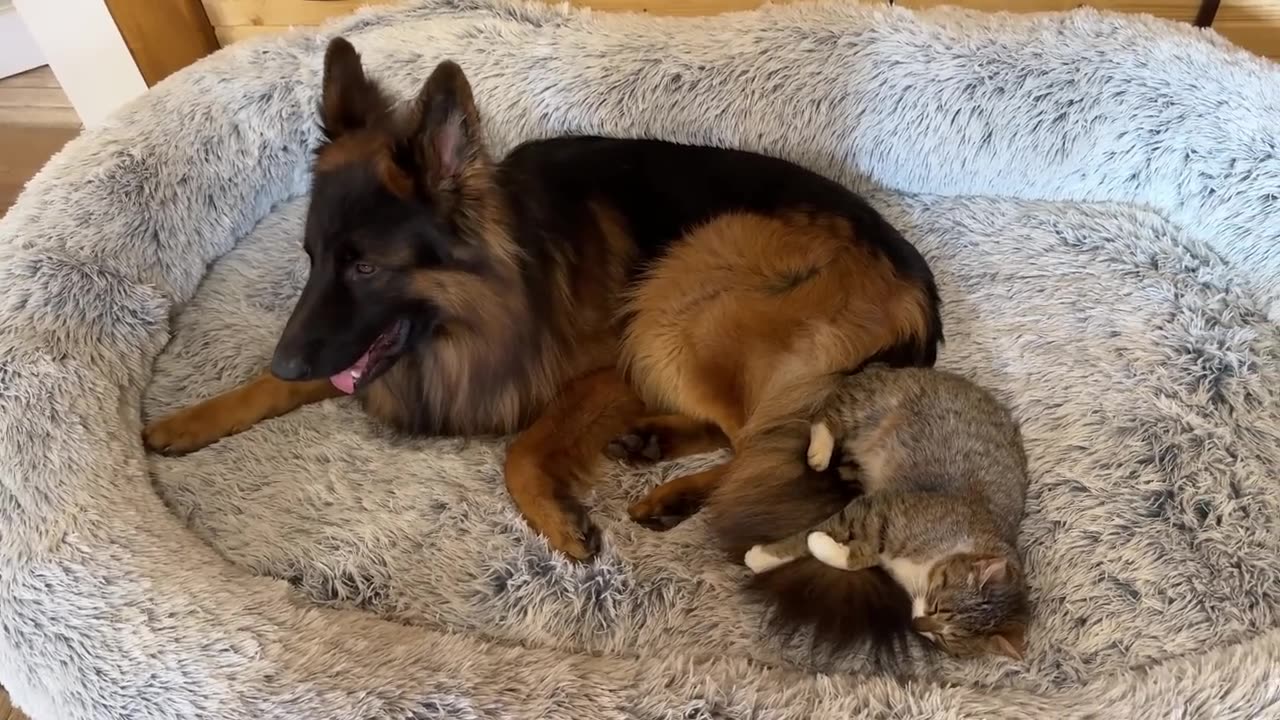 Cat Takes Over German Shepherd's Favorite Bed - 2024