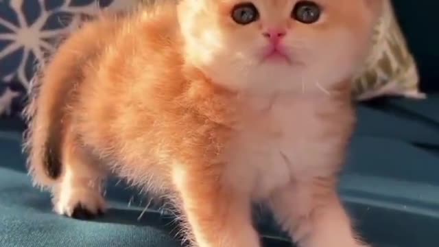 Funniest and Cutest Cats