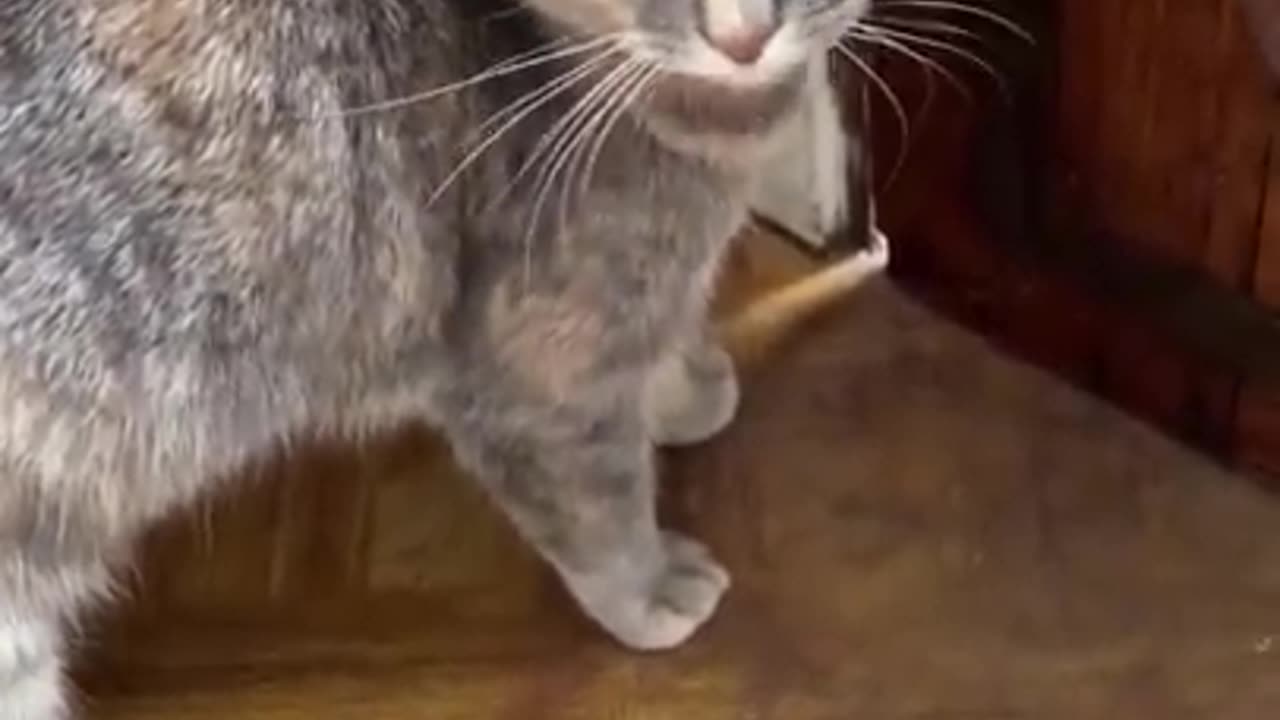 Just love cats😍😊 Any other cat lover🥲