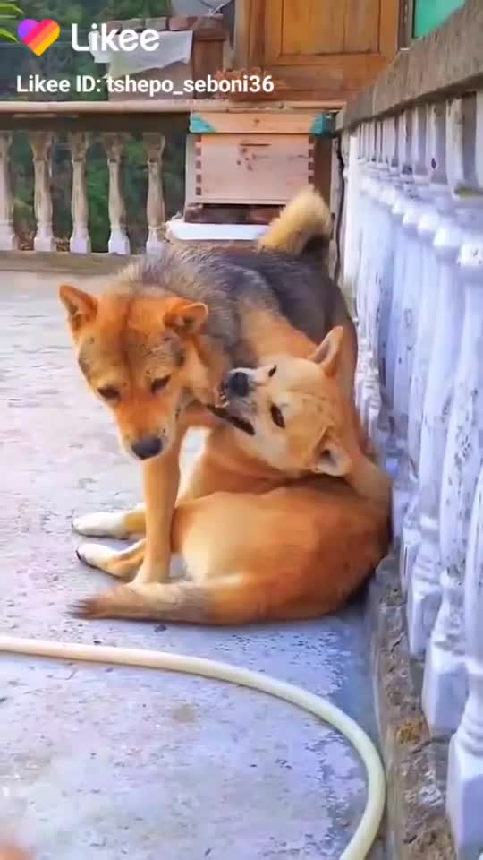 ❤️❤️❤️❤️❤️💗🐈💪