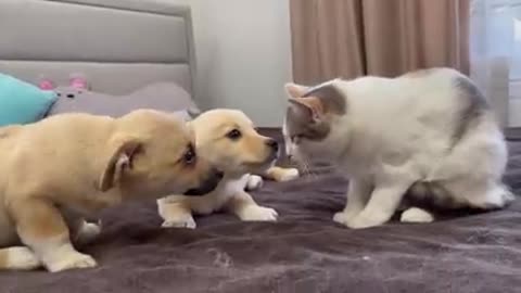 Cat talking puppies