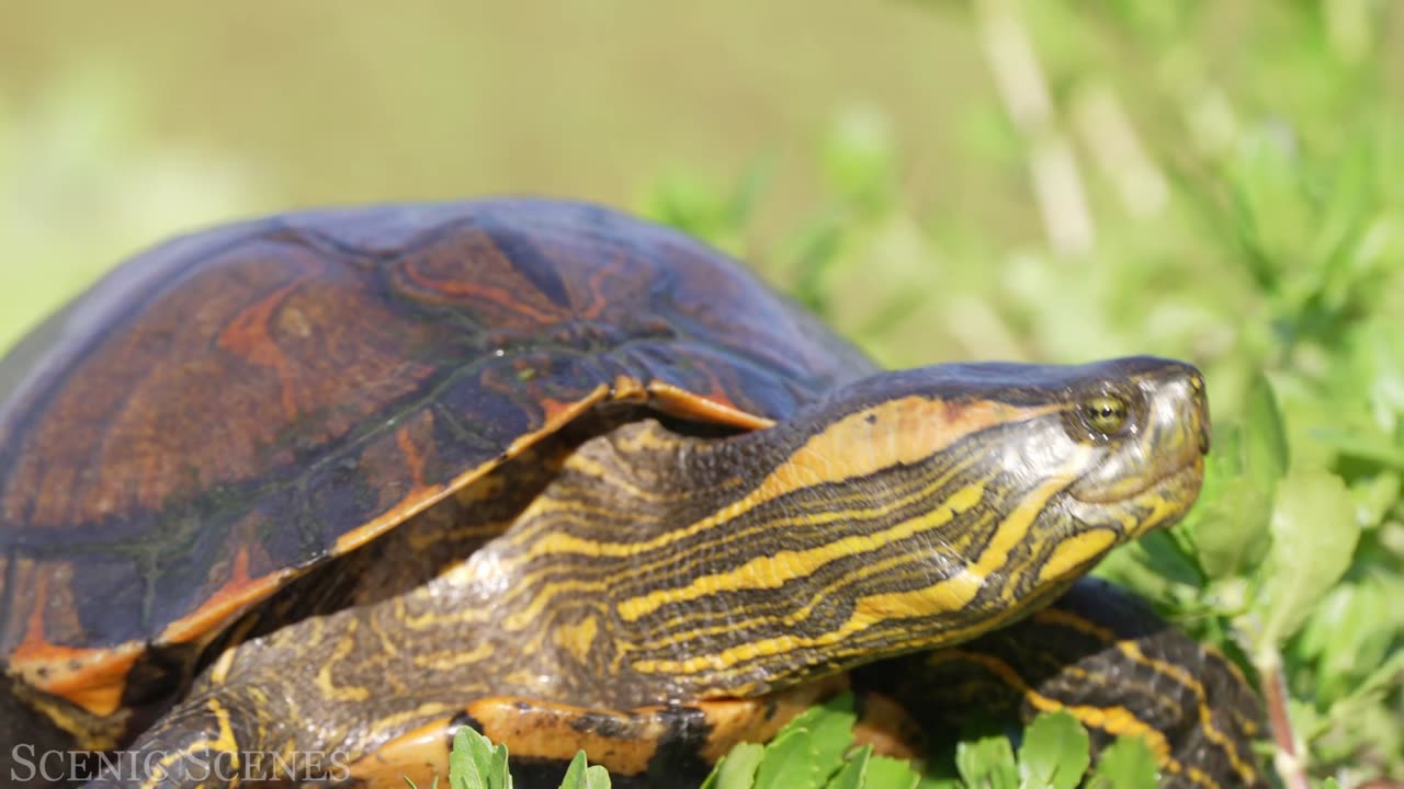 Amazon's Diverse Wildlife Showcased in Stunning 4K Resolution.