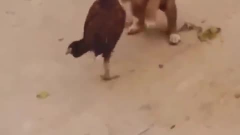 Funny Cats and Dogs