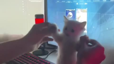 Watch Cute Kittens Dance