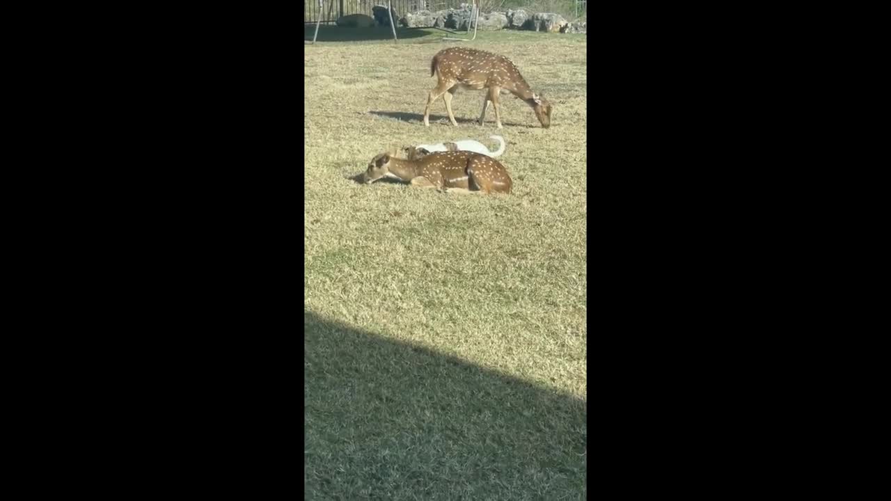 Dog tries to blend in with a deer herd