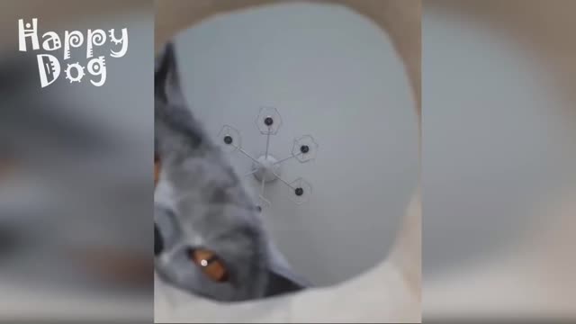 funny animals.. try not to laugh