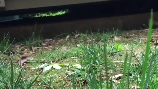 Happy Mother’s Day from Mr Dinky