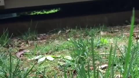 Happy Mother’s Day from Mr Dinky