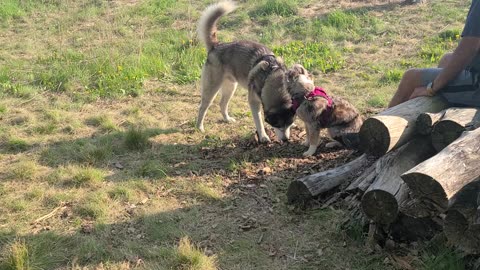 Aussie Luna annoys the hell out of milo