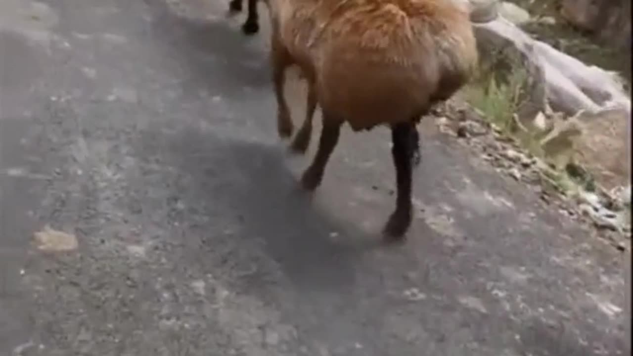 Warning : watching these animals move their butts