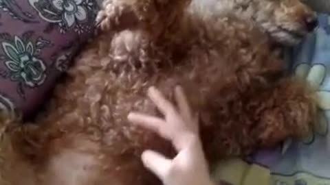 Soo cute doggy poodle