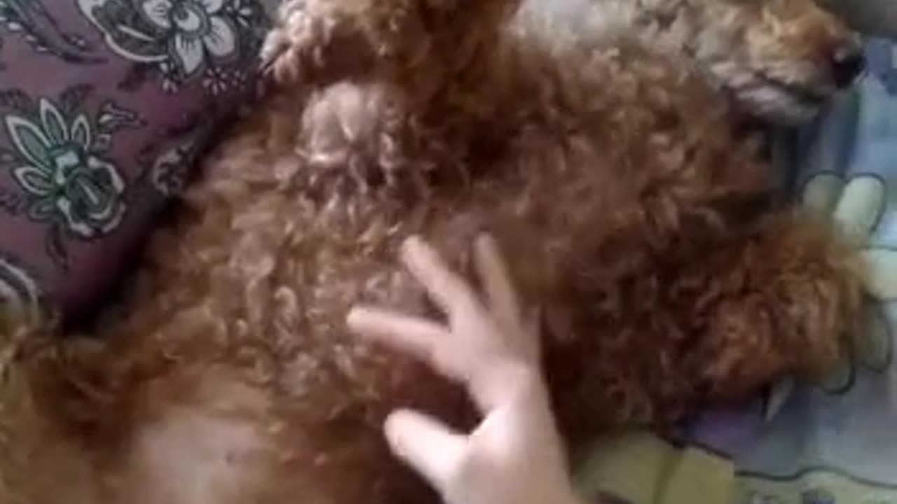 Soo cute doggy poodle