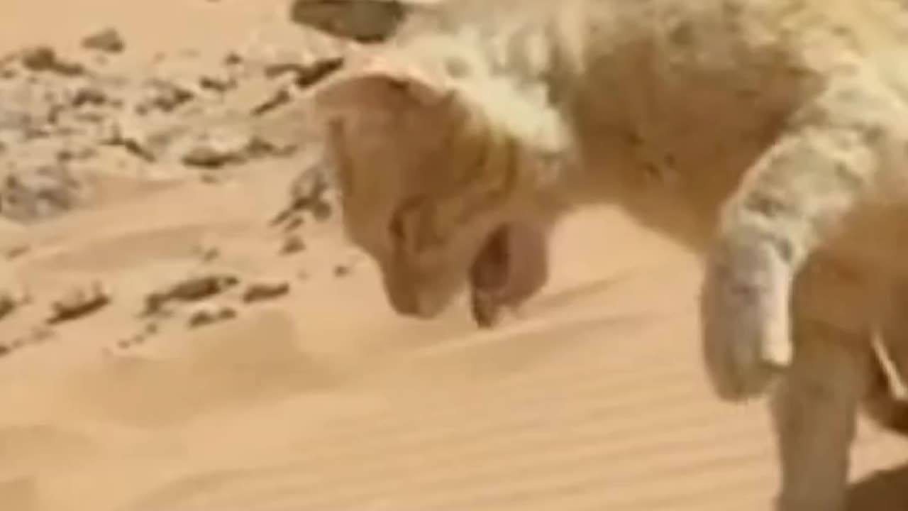 Cat vs Snake fight to death