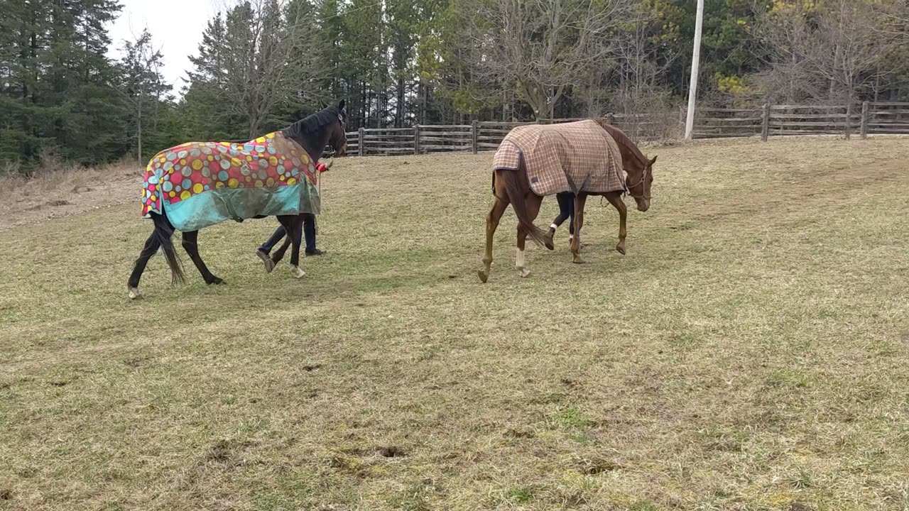 Going back to the barn