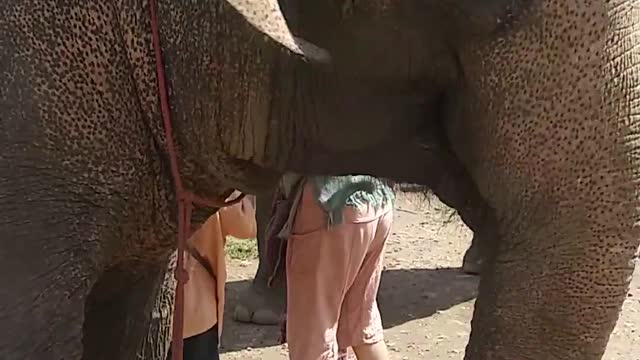 Thai Elephant Eating a Banana