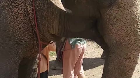 Thai Elephant Eating a Banana