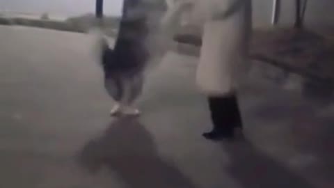 I can dance a pas de deux #fyp #dog #puppy #cute #clever #pet