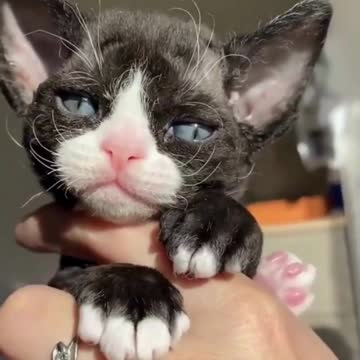 HOW CUTE THIS KITTEN IS?