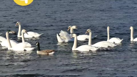 Beautiful birds🦢🦢🦢