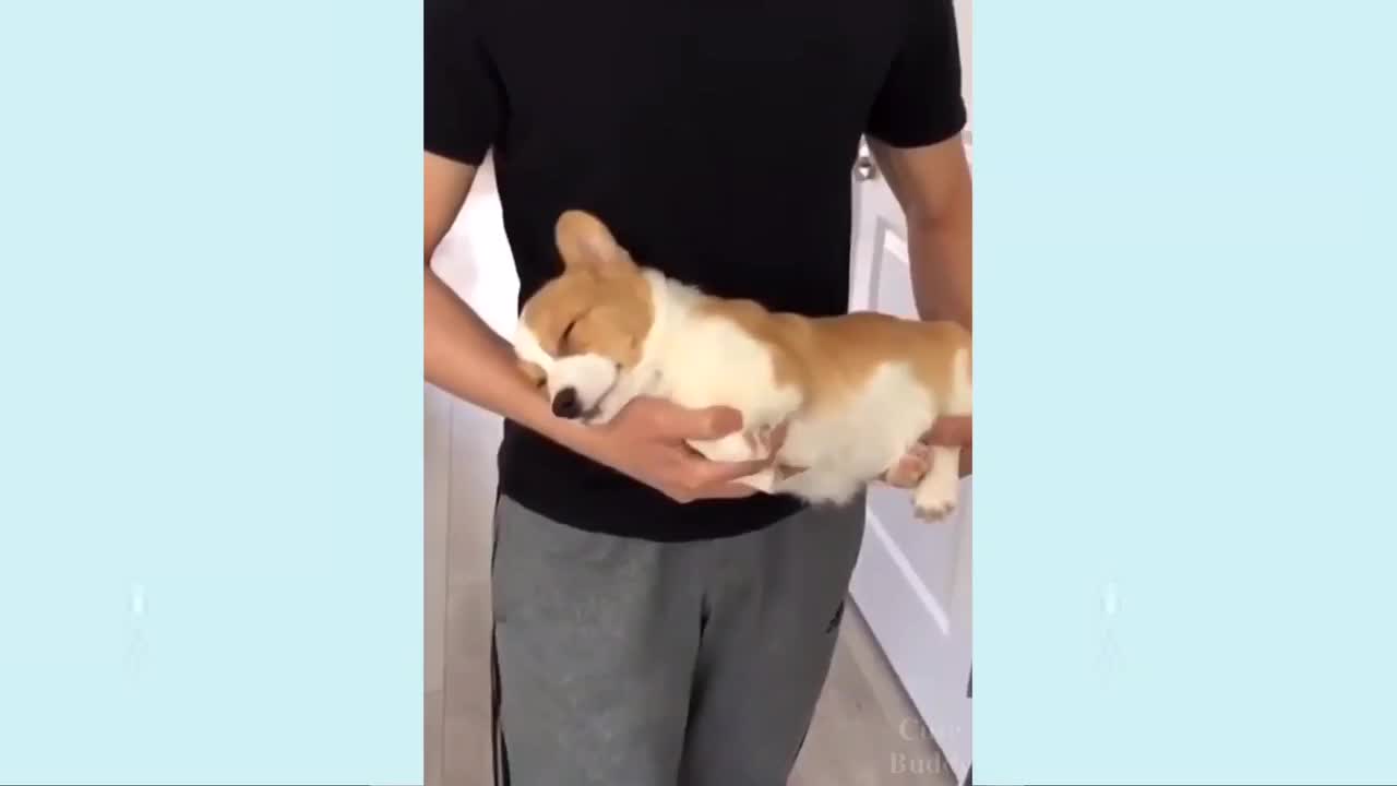 WATCH CUTE PUPPIES, FUNNY