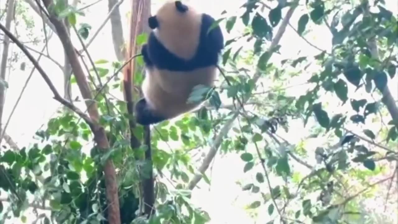 Panda fall from the tree.