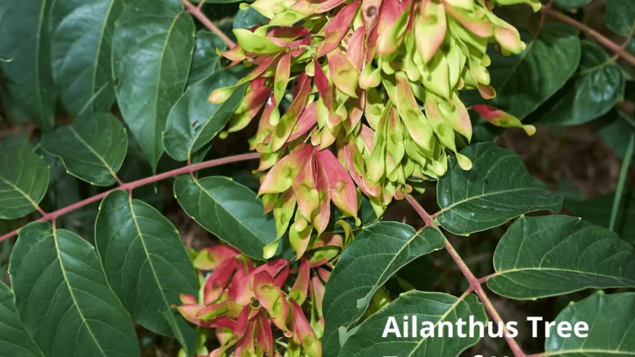 Ailanthus Tree Smithsburg Maryland Tree of Heaven