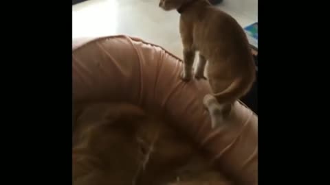 Dog and cat 🐈 fighting 💪❤ video funny video