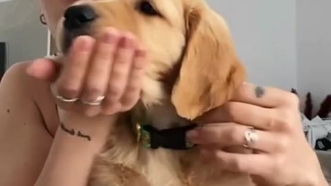 Funniest DOG Videos Ever!!
