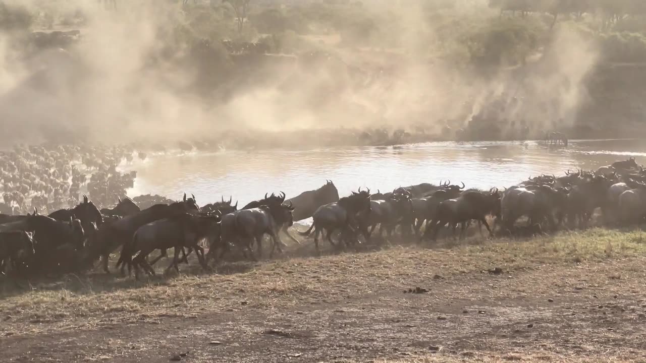 Epic Wildebeest Mara River Crossing