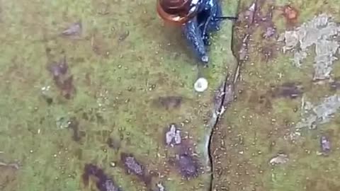 Snail walk