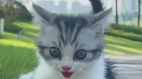 Cute cat baby 😍❤️