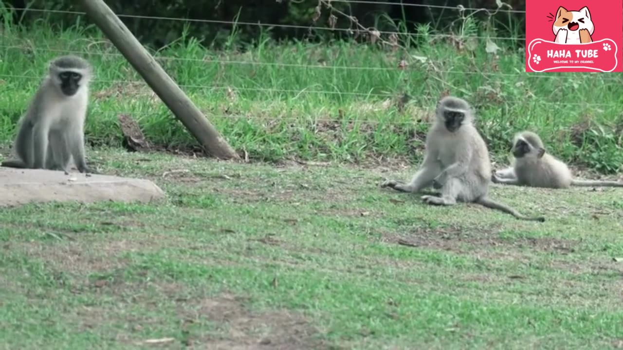 Cute and adorable monkey Part 2