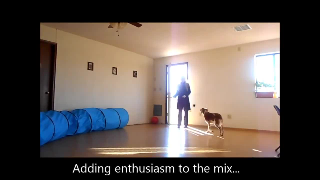 Brain training for dogs. Stopping Maggie's jumping problem.