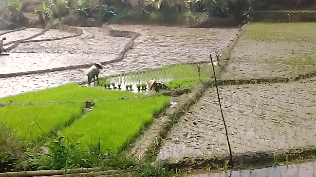 Cara menanam padi disawah