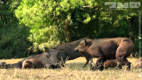 Robotic Warthog Groomed by Mongoose