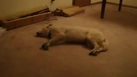Sleep Walking Dog
