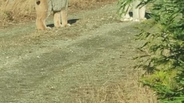 Two Canadian Lynx Interacting on Logging Road in Maine