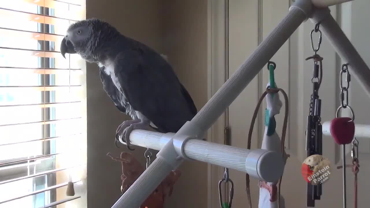 Talking parrot counts votes for Speaker of the House