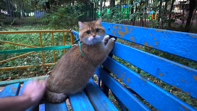 Hosico Cat on a walk