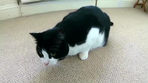 Cat Butt Wiggle Compilation Video