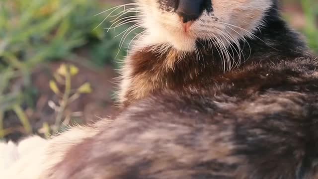 Cat video